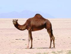 Saudi Arabia, camel in desert