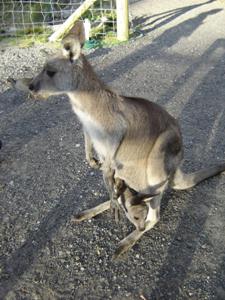 Australia, wallaby