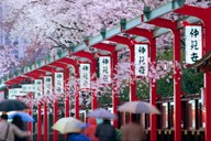 Japan - blossom and umbrellas